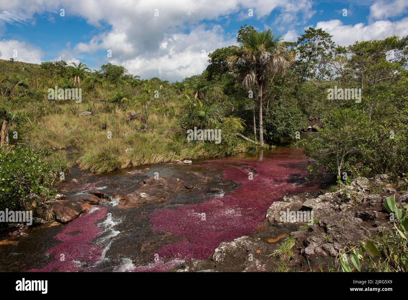 The Cano Cristales river, known as the Rainbow River, in the Serrania de La Macarena National Park in the Meta Department of Colombia Stock Photo