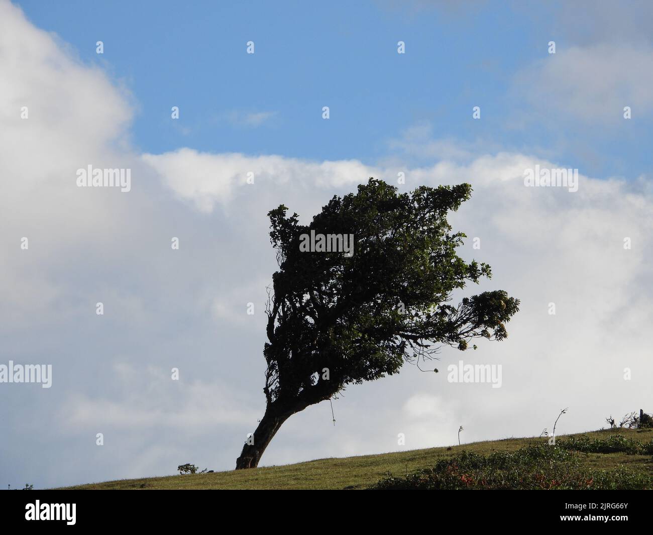 A beautiful view of a tree at Ngong Hills in Nairobi, Kenya Stock Photo