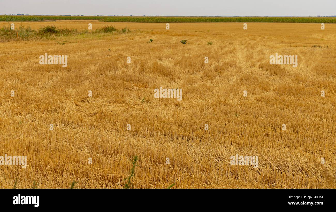 Cut Wheat Harvested Crop Field Agriculture Farming Stock Photo - Alamy