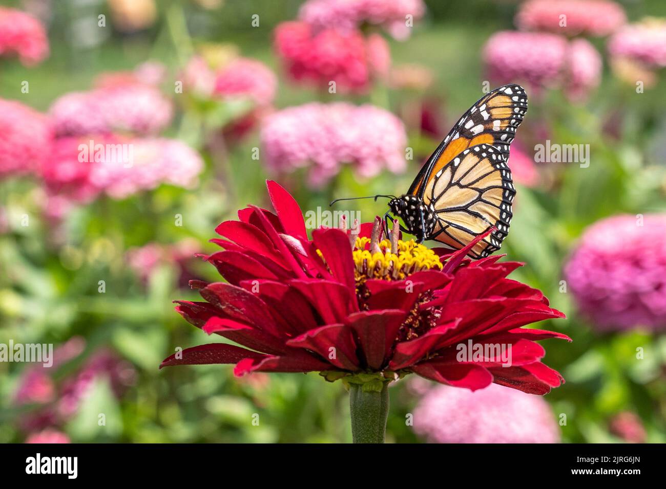 Red butterfly bright hi-res stock photography and images - Alamy