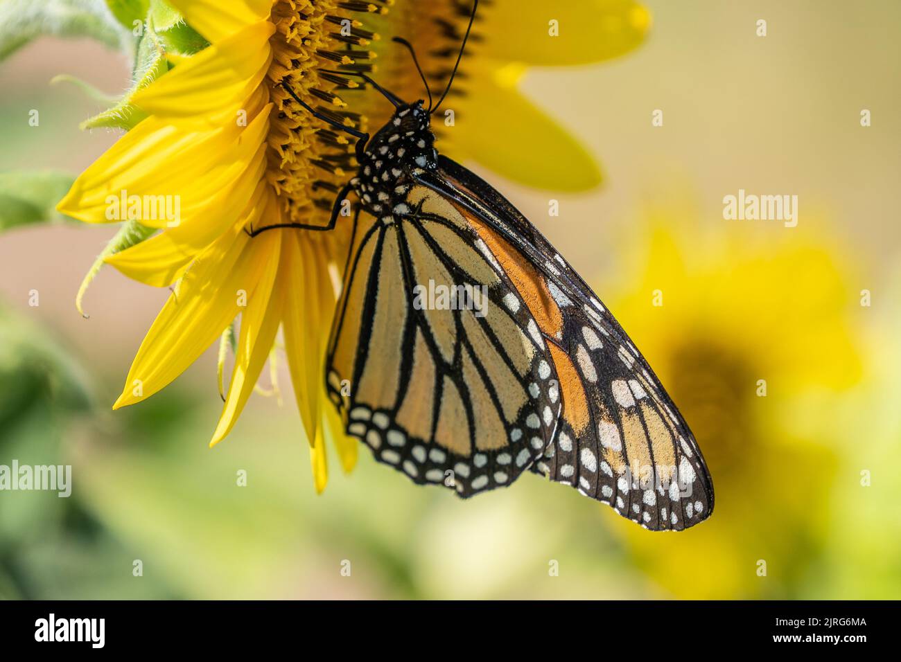 Close-up of beautiful monarch butterfly (Danaus plexippus) on bright yellow sunflower Stock Photo