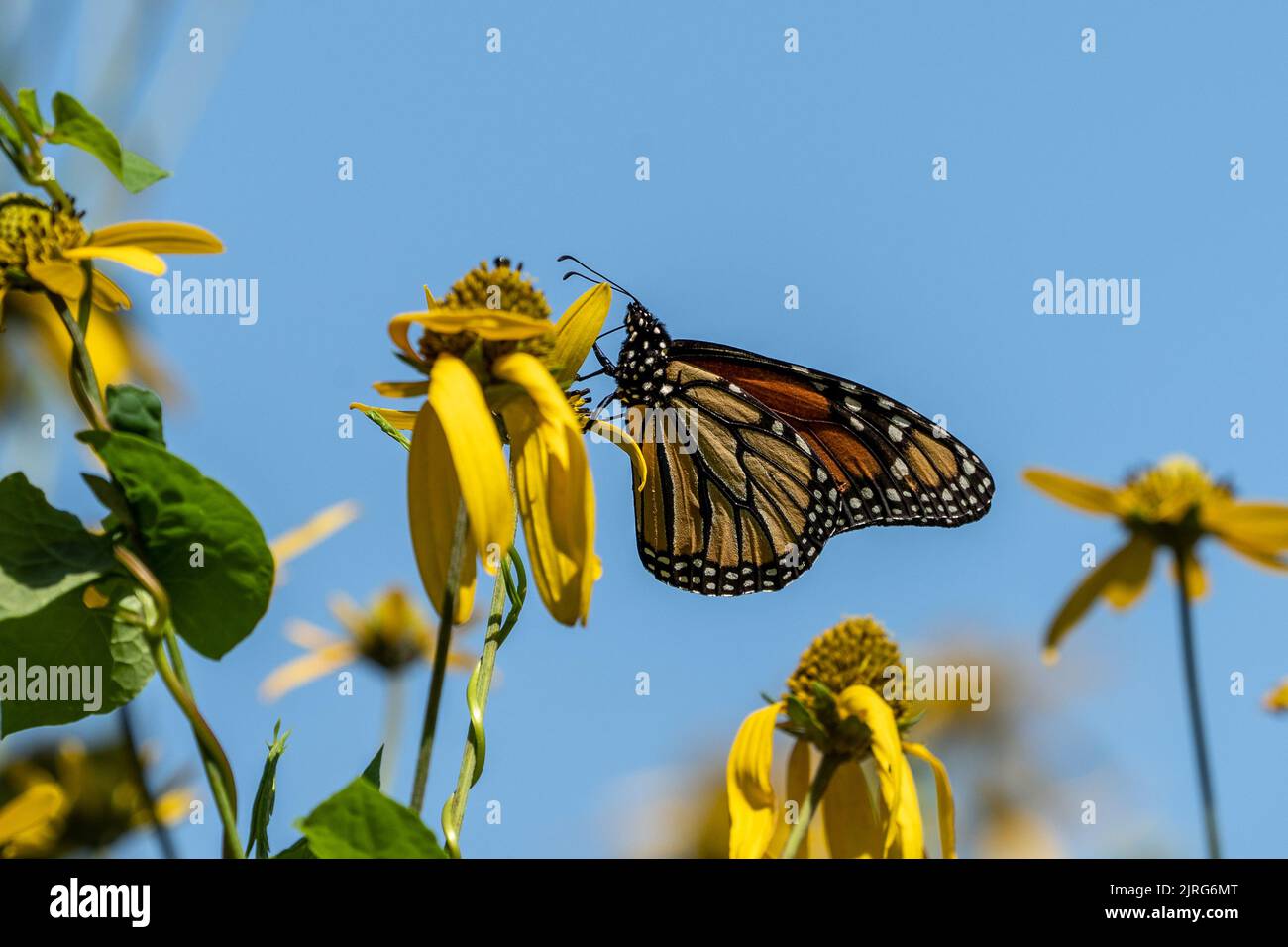 Close-up of Monarch butterfly (Danaus plexippus) on yellow wildflower in summer meadow Stock Photo