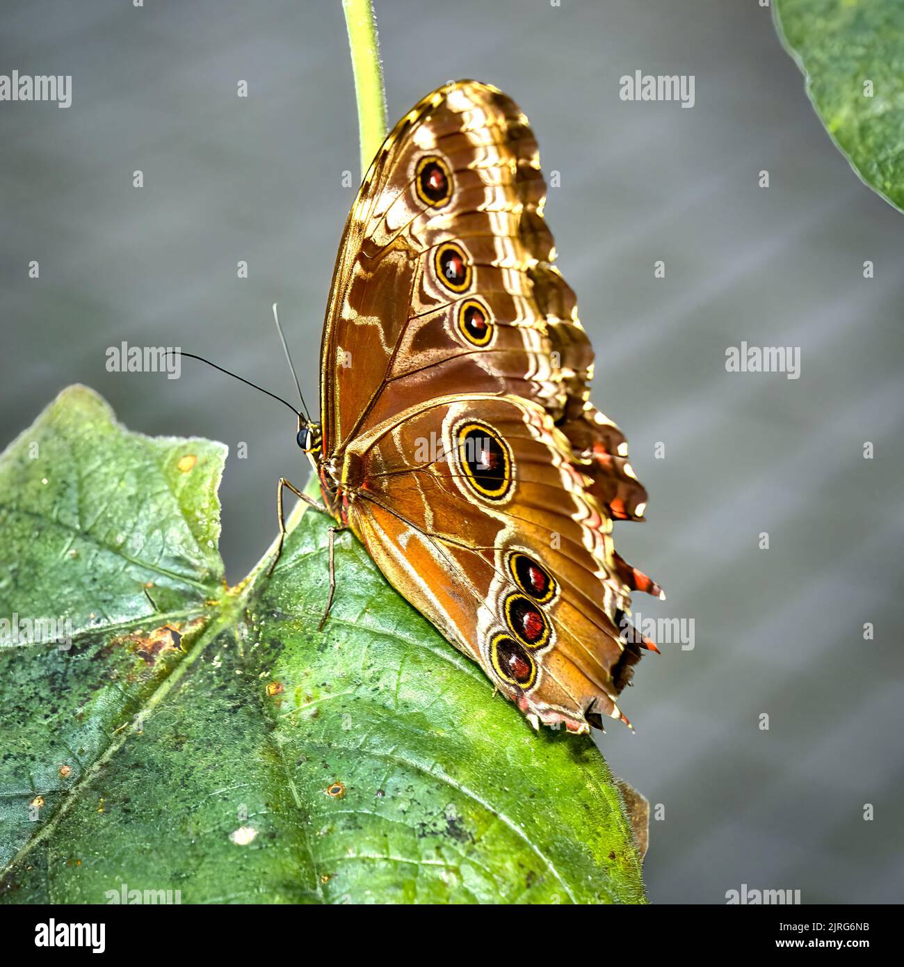 Banana butterfly, caligo memnon, sitting on a green leaf Stock Photo