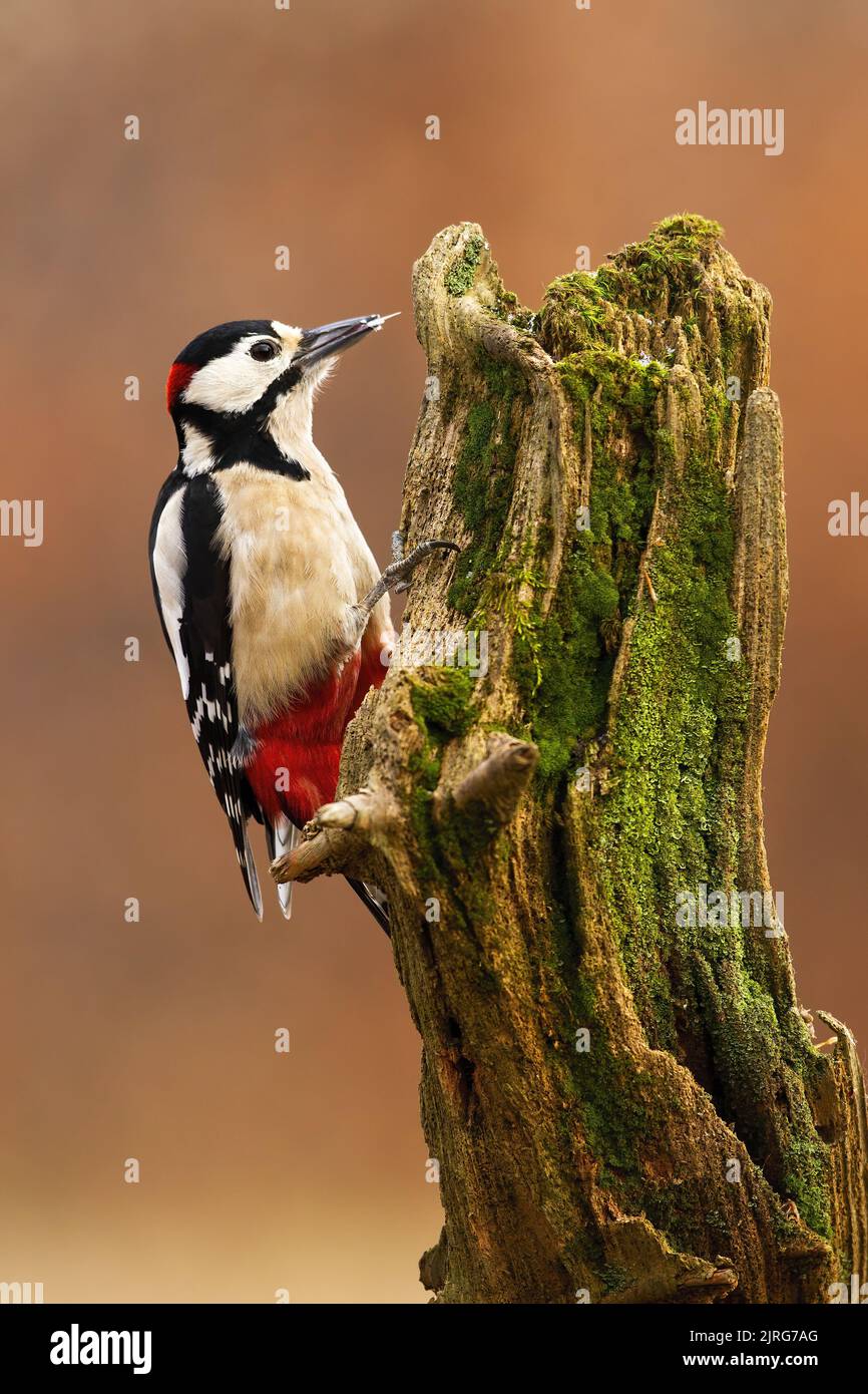 Great Spotted Woodpecker Dendrocopos Major Climbing On Tree In Autumn