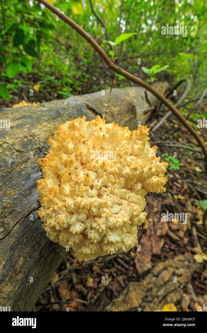 Hericium abietis,commonly known as Bear's Head or  Western Coral Hedgehog, is an edible mushroom that grows on conifer stumps or logs in North America Stock Photo