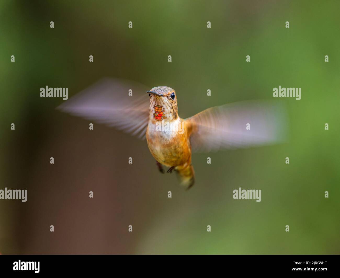Hummingbird Rufuses Wings hummingbird hi-res stock photography and images - Alamy