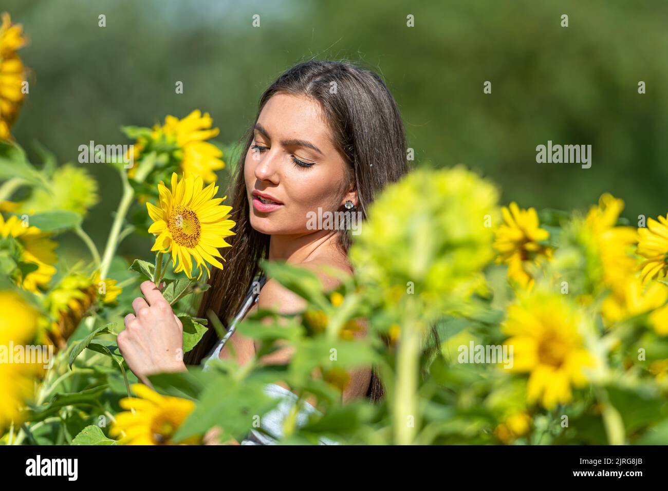 pretty sensual young brunette in a field of blooming sunflowers, young ...