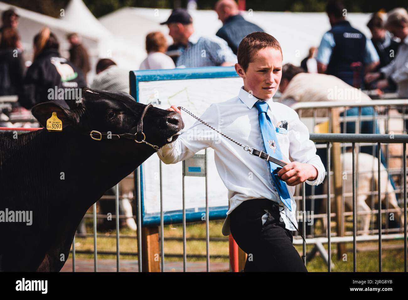 A boy with a cattle at an agricultural show Stock Photo