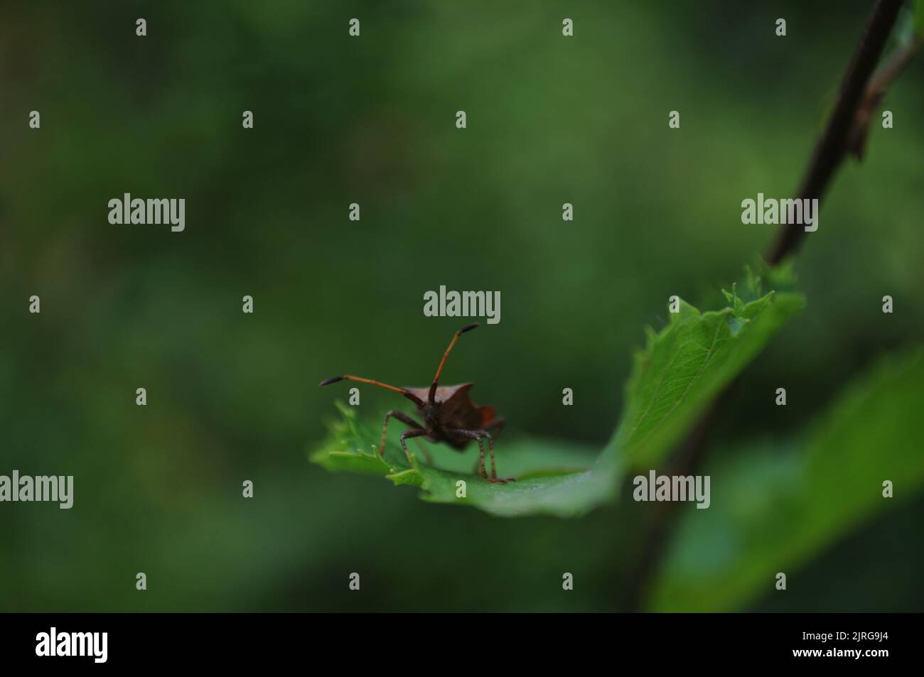 Dock bug (Coreus marginatus) waiting for fly on a leaf, Summer, Artvin - Turkey Stock Photo