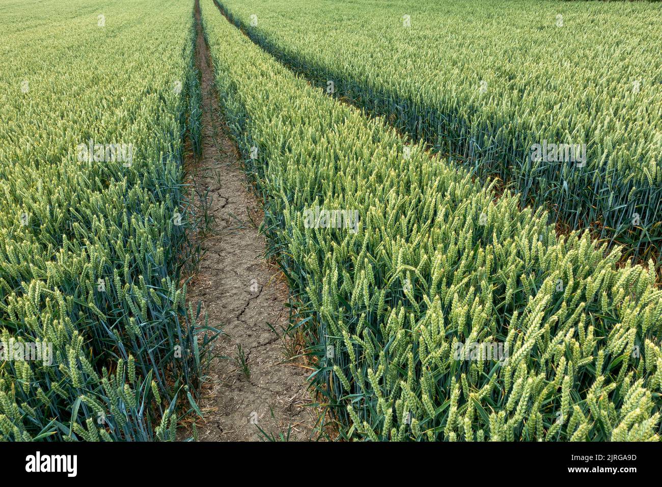 Tracks going through wheat field in the Hampshire countryside England, UK Stock Photo