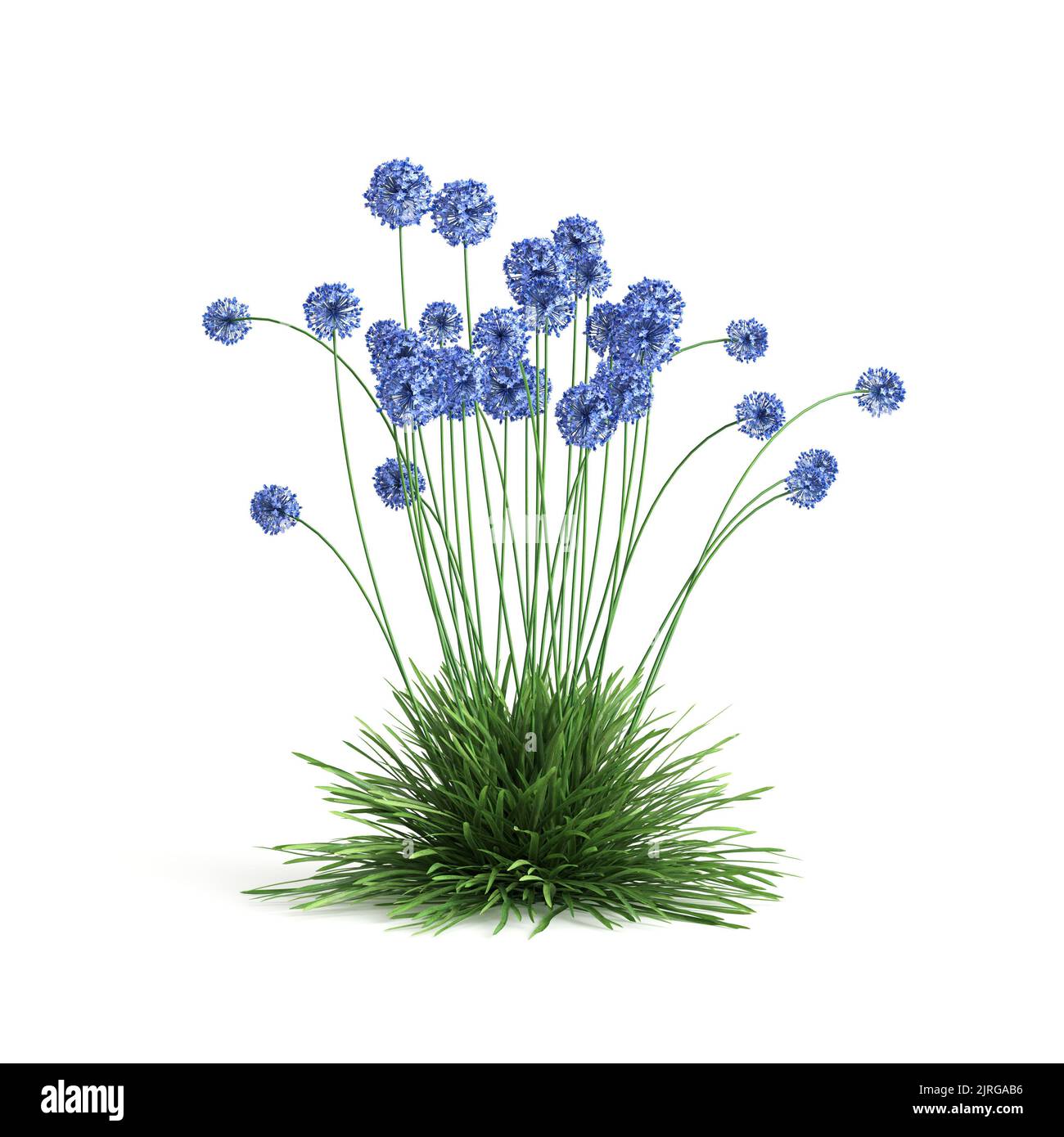 3d illustration of allium caeruleum Stock Photo