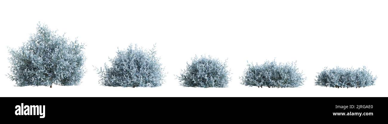 3d illustration of set rhagodia spinescens silver border bush isolated on white background Stock Photo