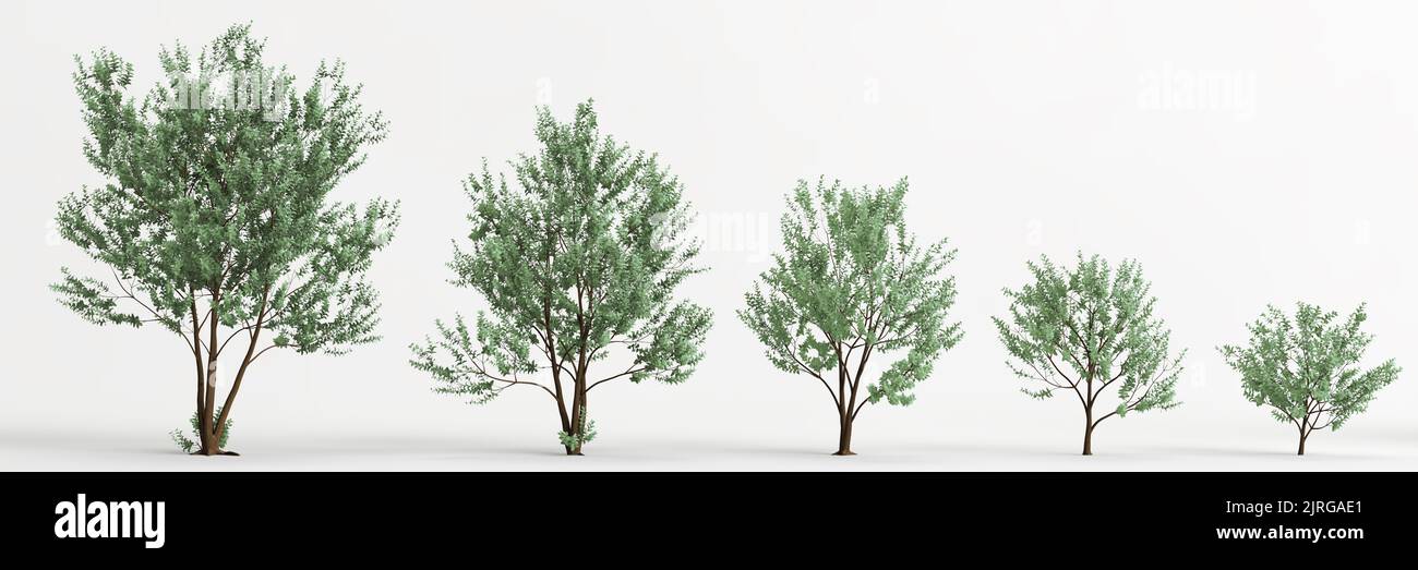 3d illustration of set eucalyptus gunnii tree isolated on white background Stock Photo