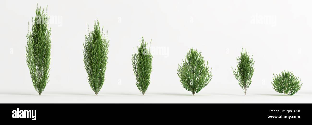 3d illustration of set ilex crenata steeds isolated on white background ...