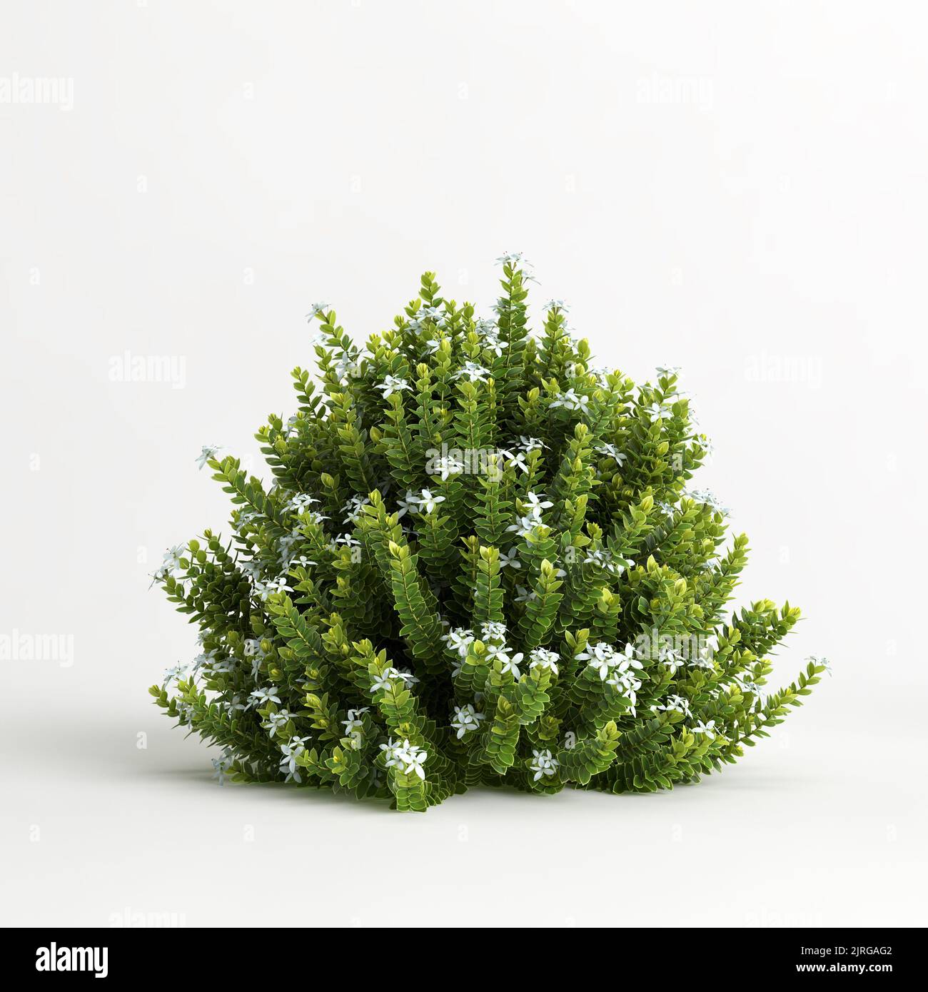3d illustration of hebe odora bush isolated on white background Stock Photo