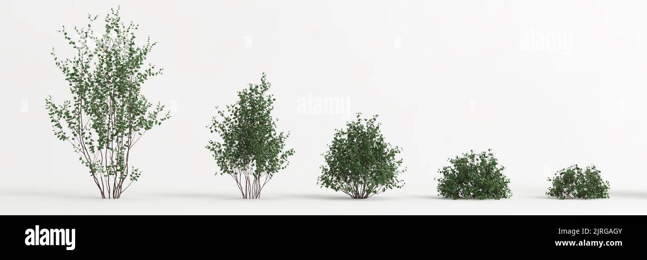 3d illustration of set betula pumila tree isolated on white background Stock Photo