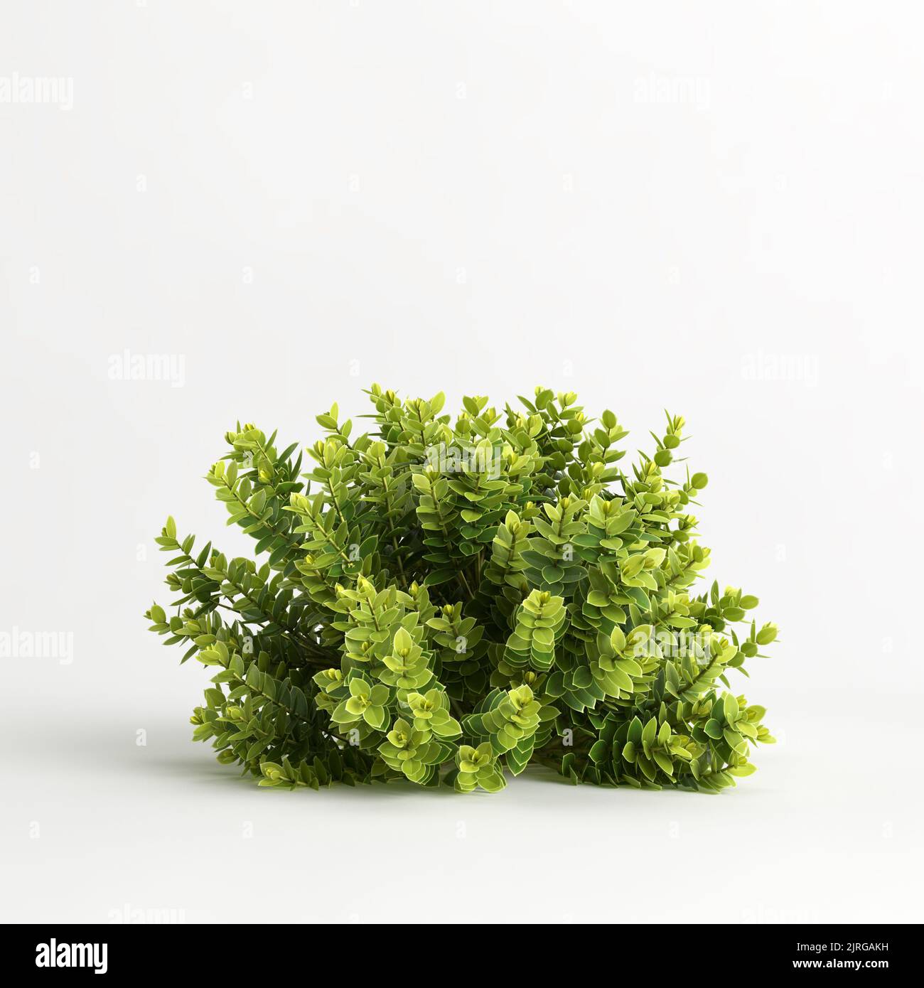 3d illustration of hebe odora bush isolated on white background Stock Photo