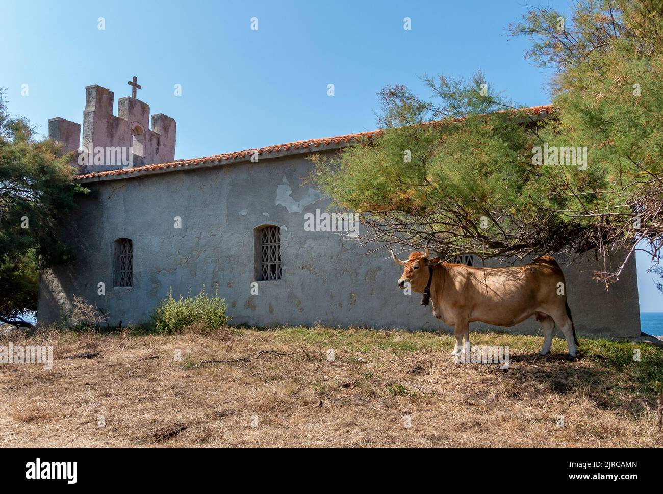 Cows grazing next to the chapel of San Antonio a short walk from Cuevas del Mar in Asturias, Spain Stock Photo