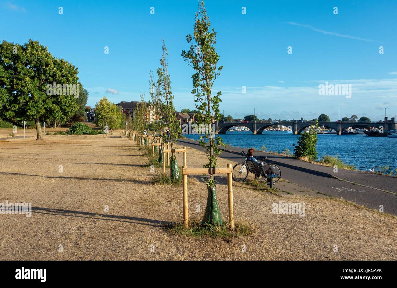 August 2022 yellow grass in park during the UK heatwave and drought in Riverside Park, Southampton, UK Stock Photo