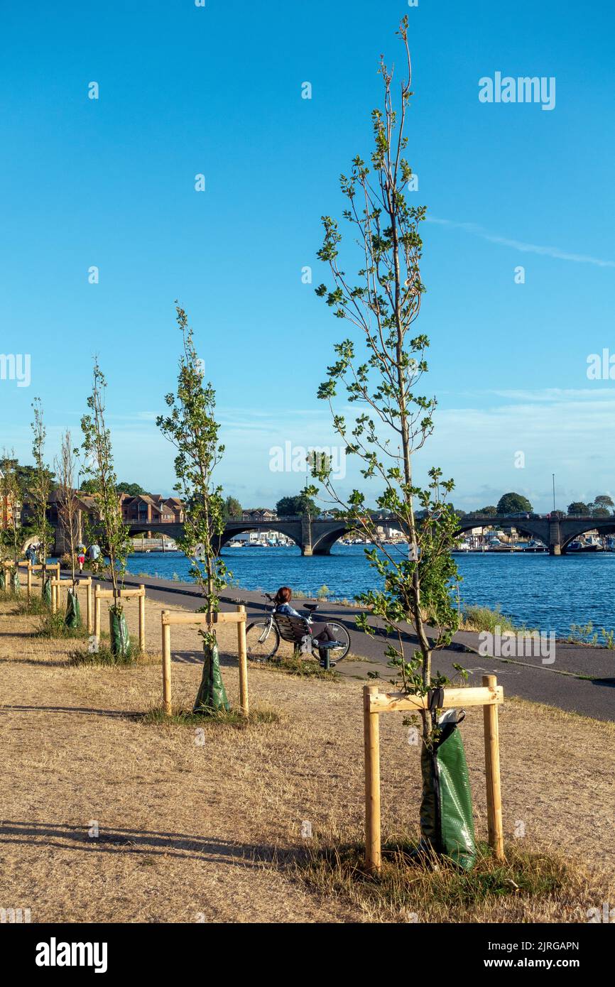 August 2022 yellow grass in park during the UK heatwave and drought in Riverside Park, Southampton, UK Stock Photo