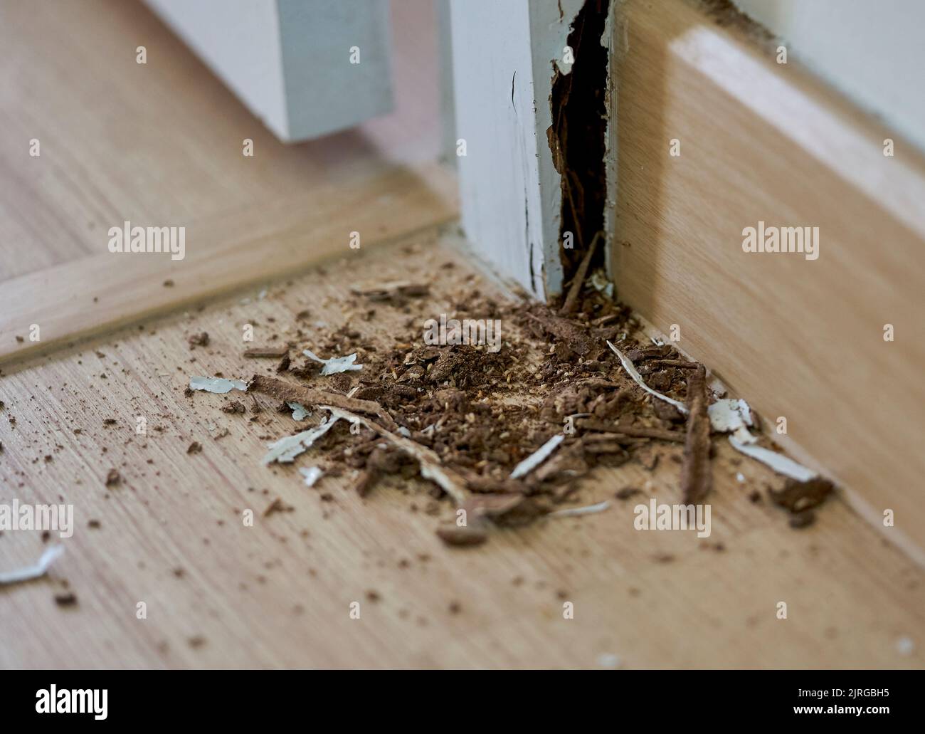 A close-up of termites in a house and the damage they caused. Stock Photo