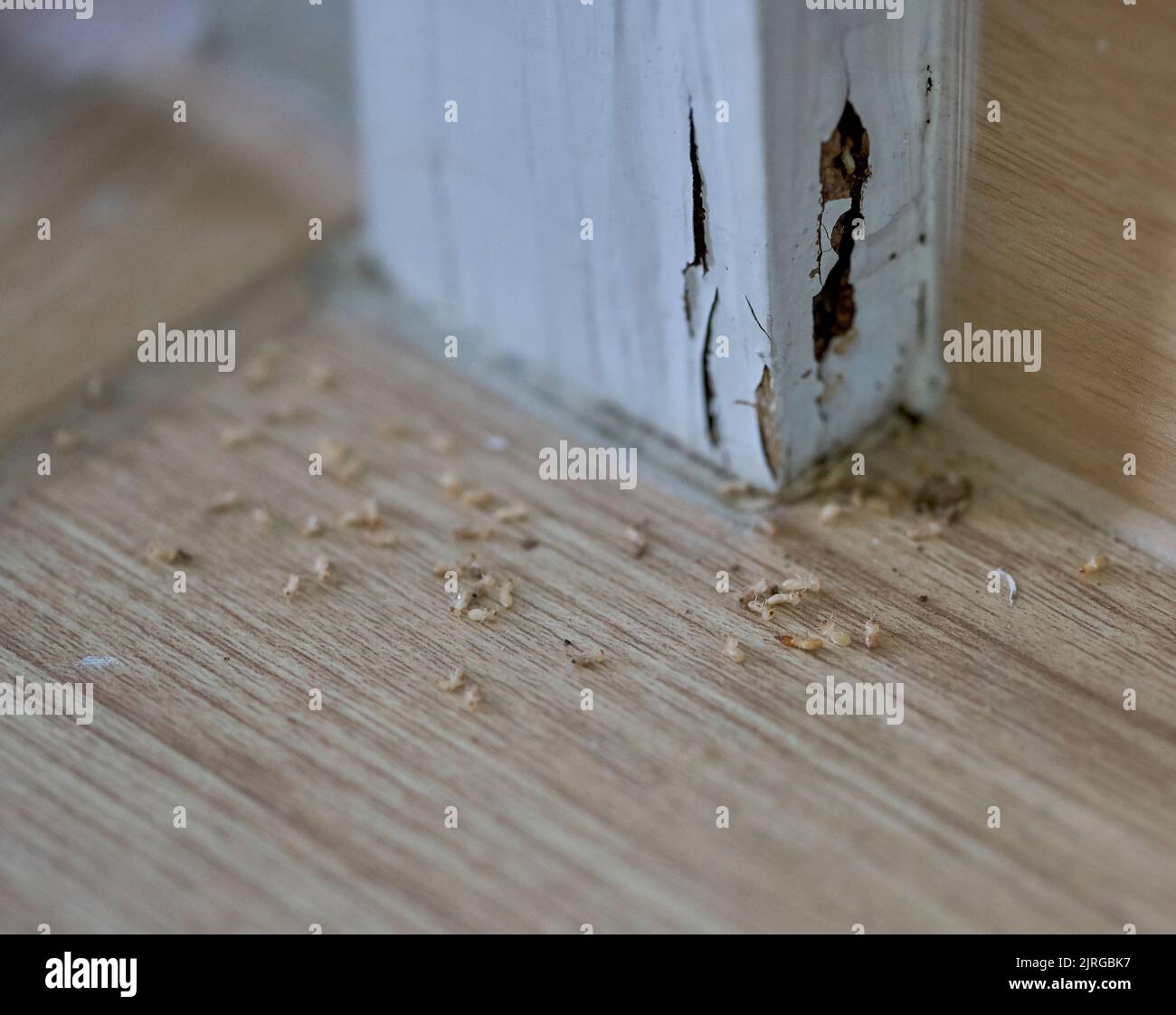 A close-up of termites in a house and the damage they caused. Stock Photo