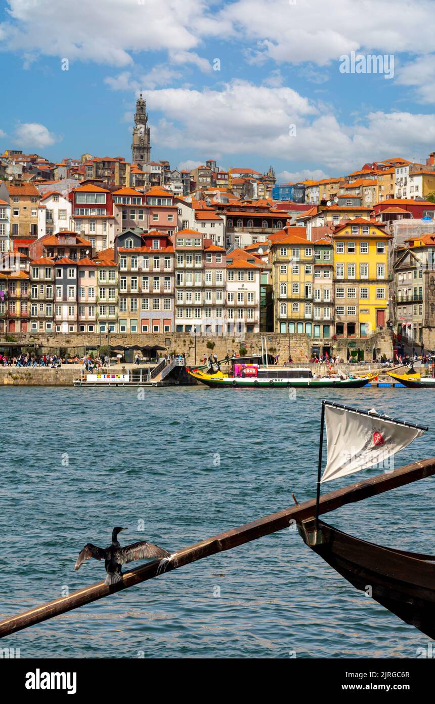 Cormorant resting on a traditional wooden port boat at Vila Nova de Gaia on the waterfront of River Douro in the centre of Porto in northern Portugal. Stock Photo