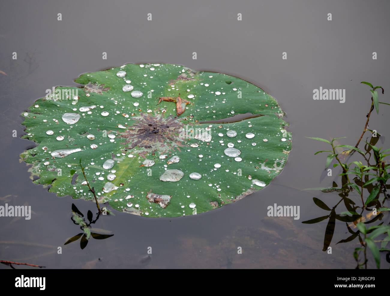 Weeds and a single lily pad leaf on top of an Arkansas pond. Makes a good graphic for advertising pond management. Bokeh. Stock Photo