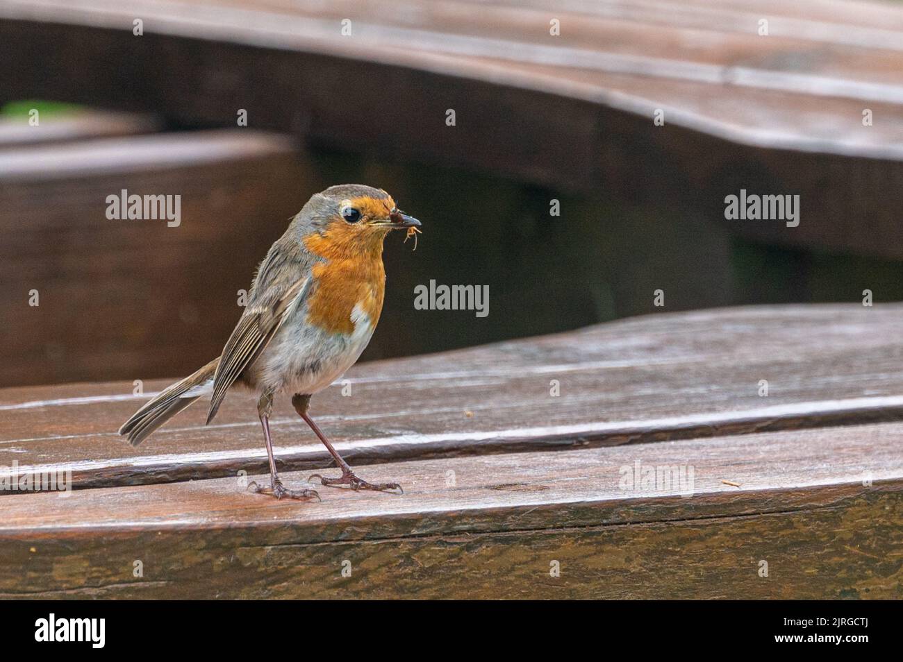 Robin bird with insect and bread in beak Stock Photo