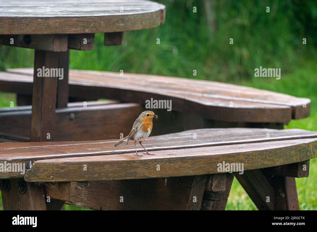 Robin bird with insect and bread in beak Stock Photo