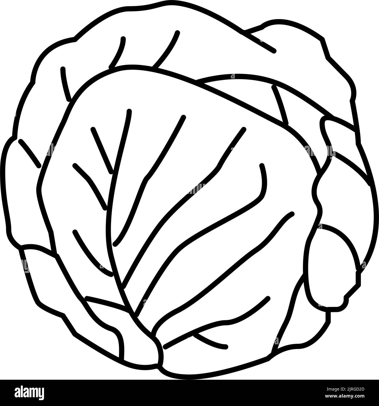 green cabbage line icon vector illustration Stock Vector Image & Art ...