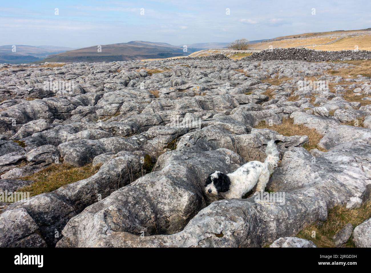 Dog exploring Limestone Pavement from the Dales Way path on beautiful
