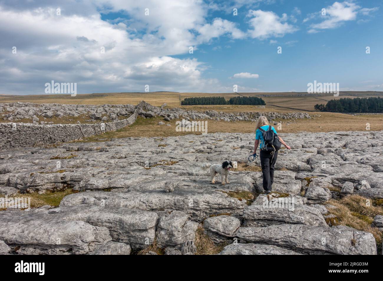 Person with dog exploring Limestone Pavement from the Dales Way path on beautiful day, Yorkshire Dales National Park, North Yorkshire, England, UK Stock Photo