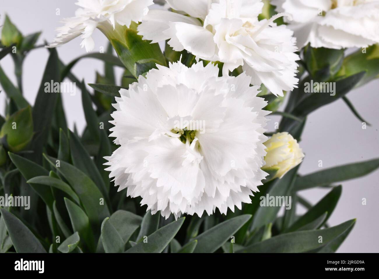 White flower of Dianthus plant Stock Photo