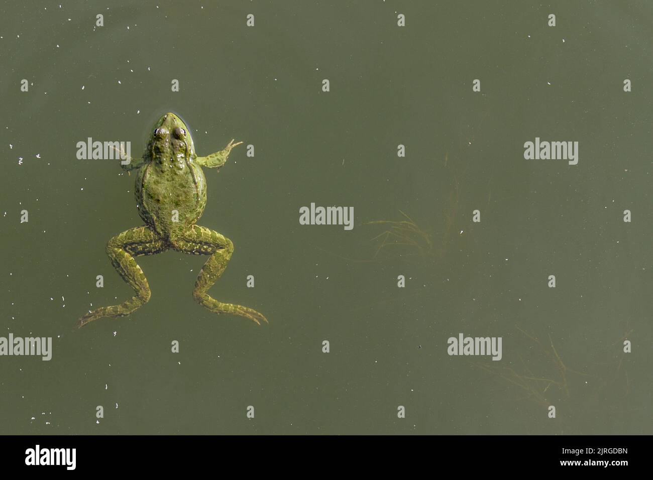 View from above on the frog floating in the water. Stock Photo