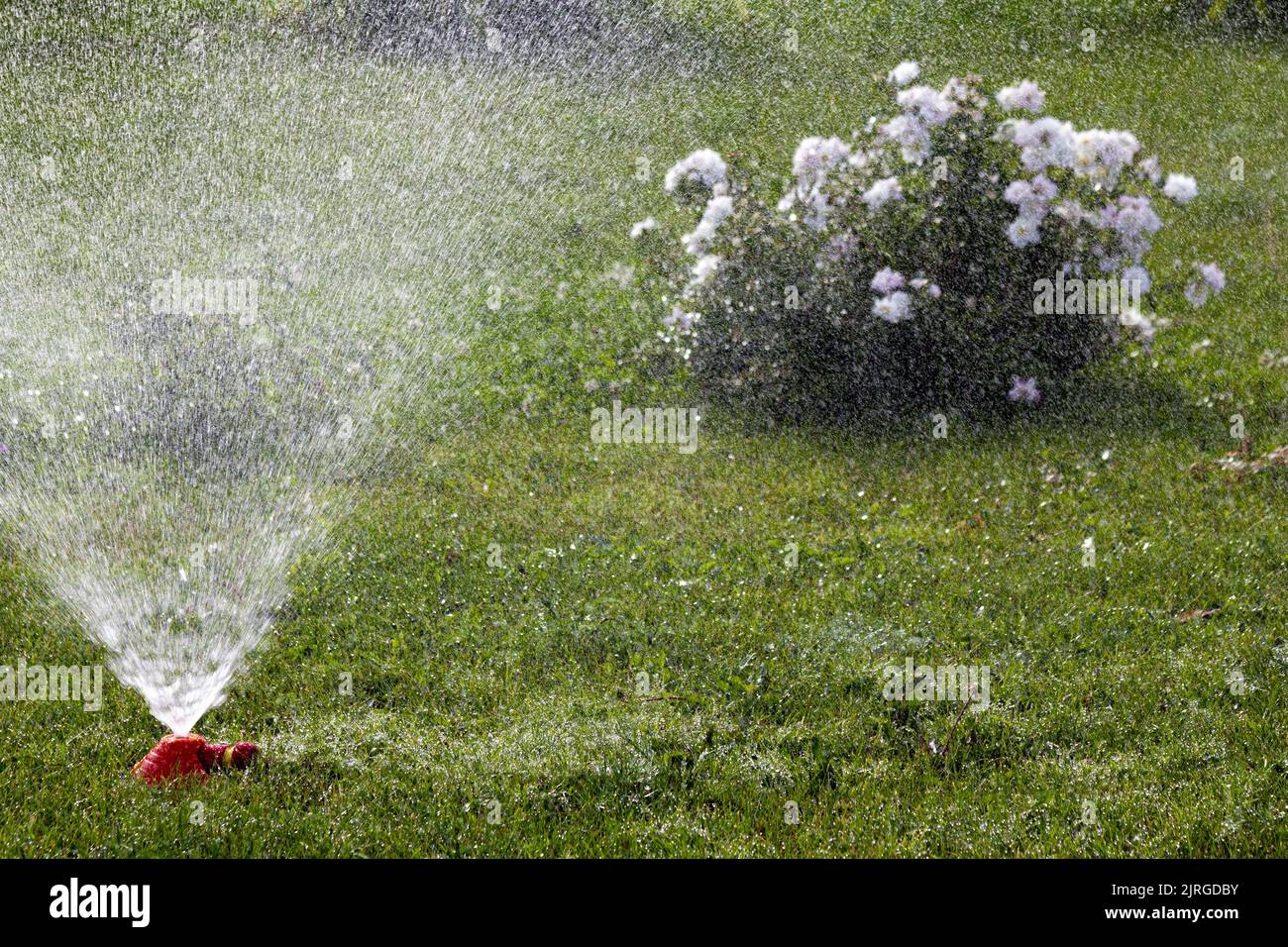 Automatic watering system of garden plants. Stock Photo