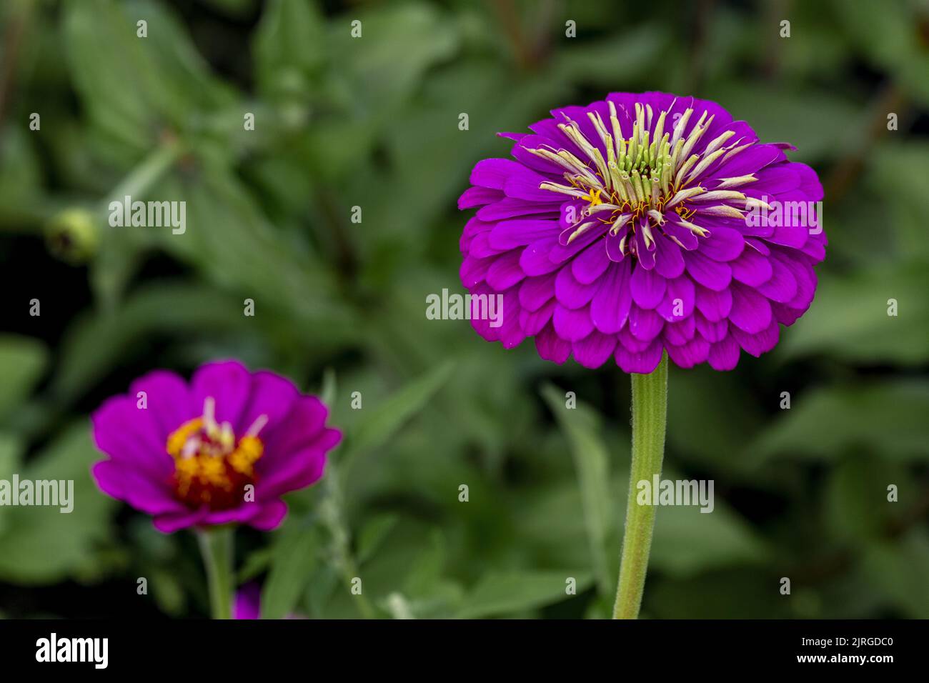 Decorative lilac flowers of Zinnia in front of the background of green leaves. Stock Photo