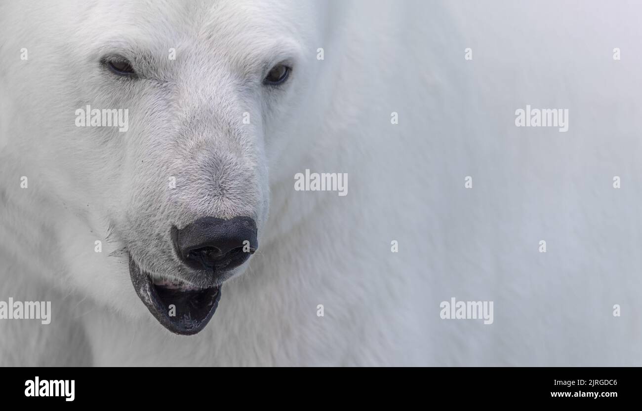An adult polar bear with a half-open mouth. Stock Photo
