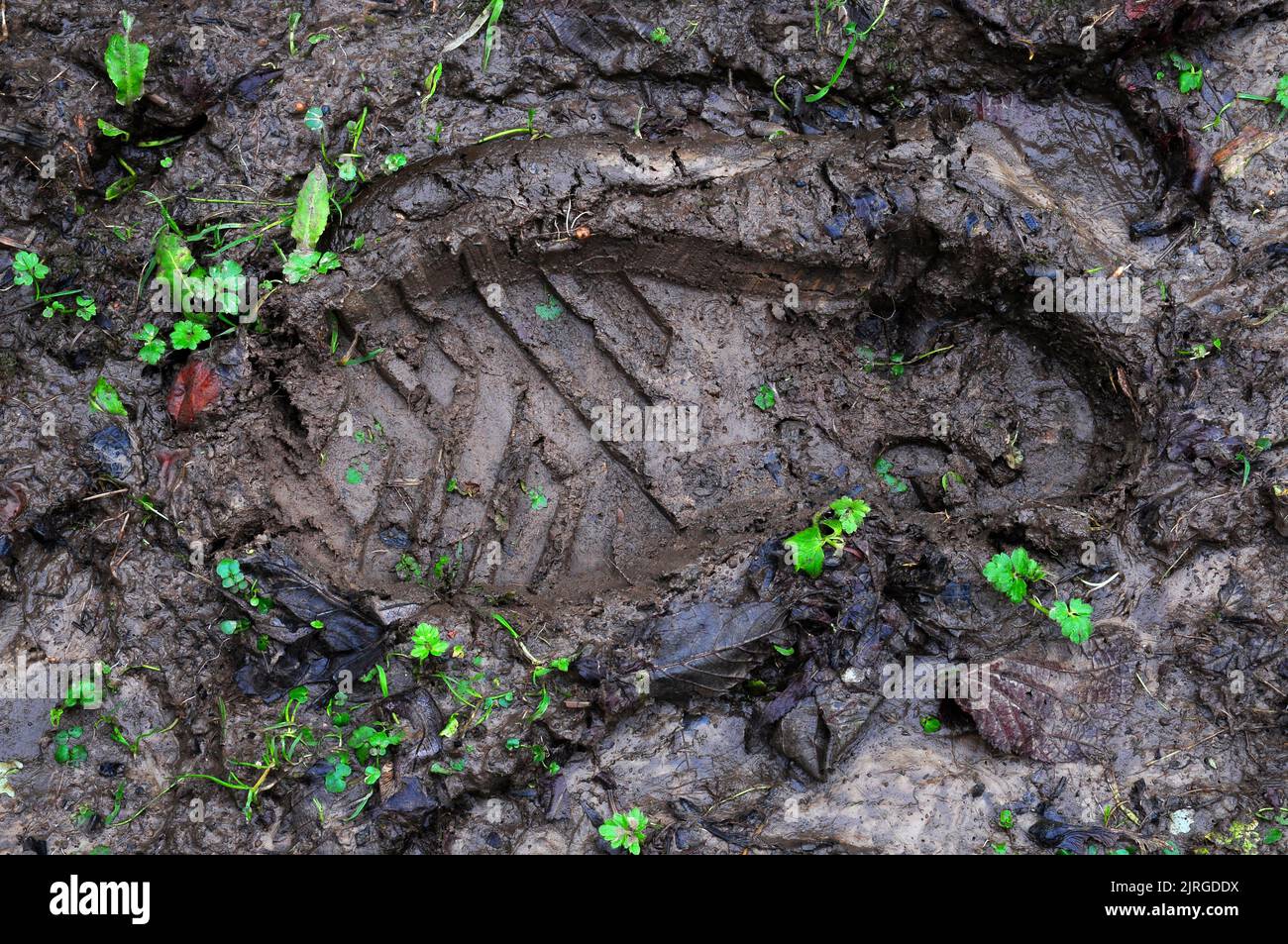 Man's boot print in soft mud in winter Stock Photo