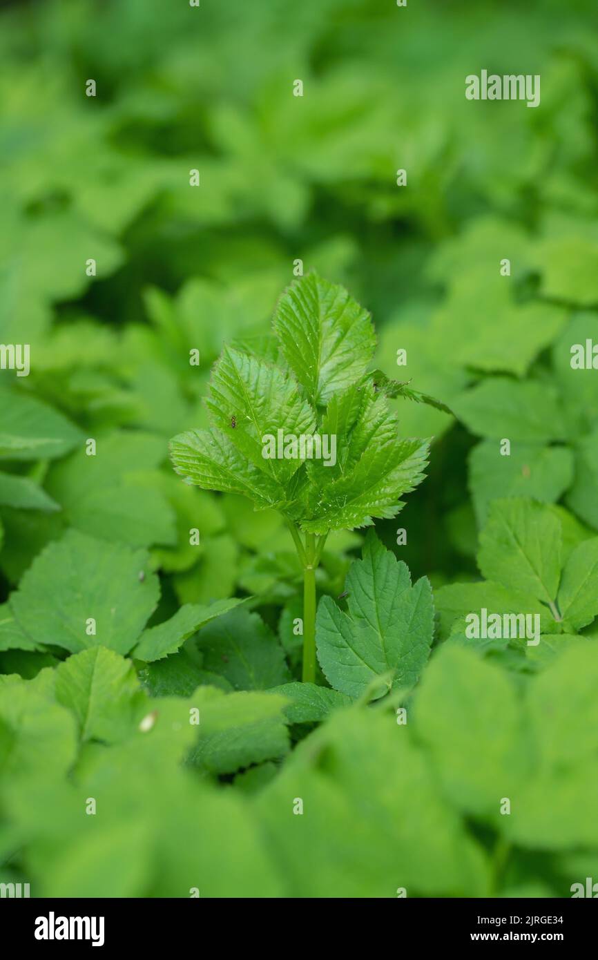 Leaf Of The Edible Weed Ground Elder Aegopodium Podagraria Stock Photo leaf-of-the-edible-weed-ground-elder-aegopodium-podagraria-stock-photo