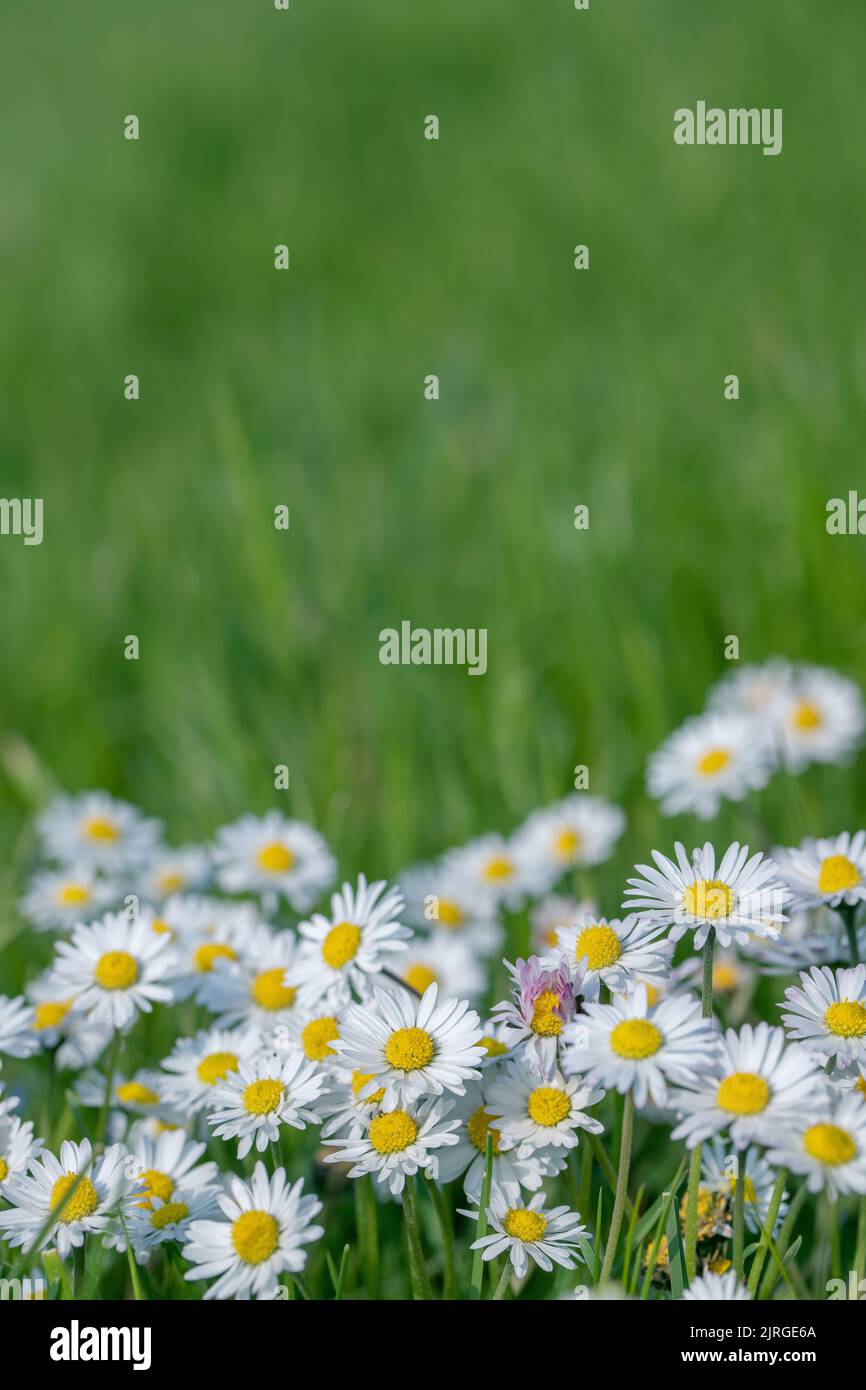 English daisy (Bellis perennis) in a lawn. Copy space. Stock Photo