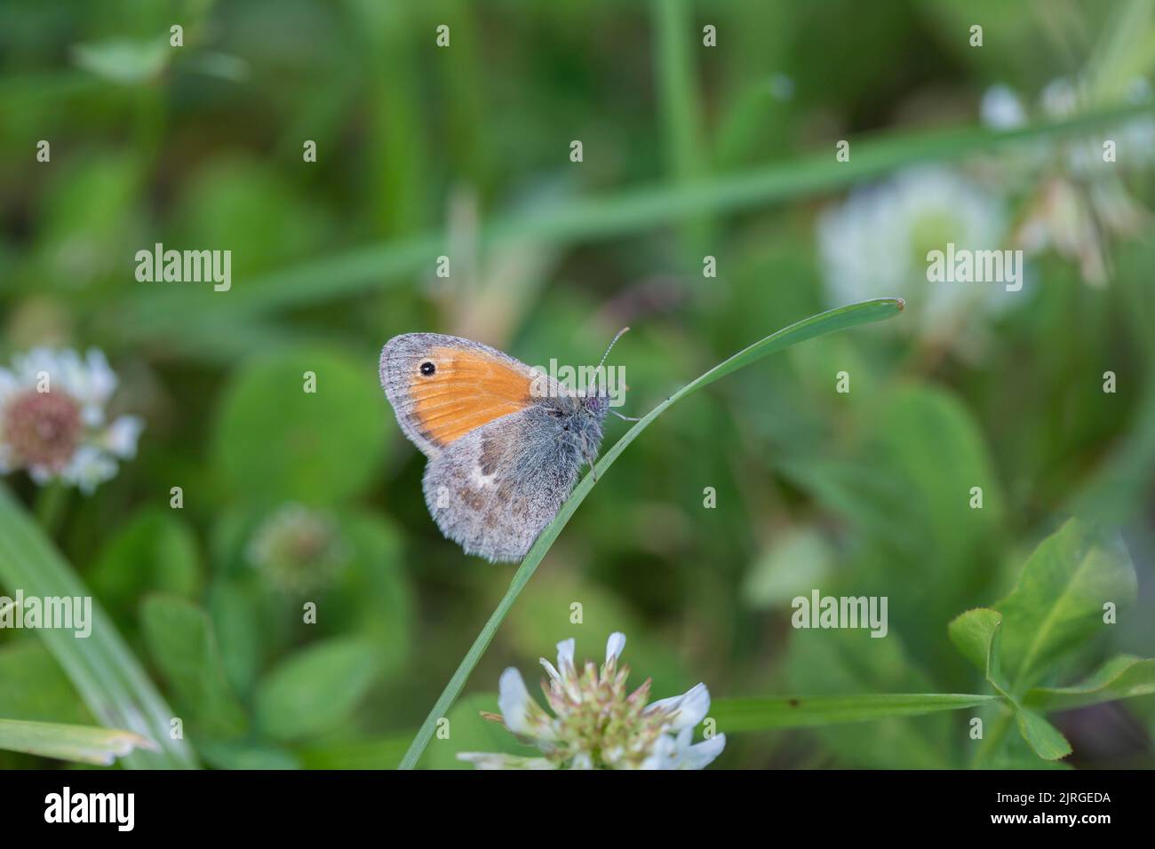 Small heath butterfly (Coenonympha pamphilus Stock Photo Alamy