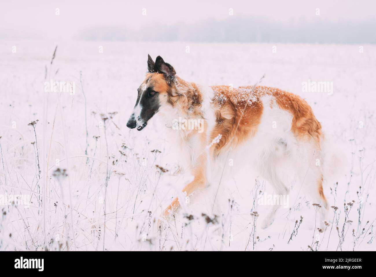 Russian Wolfhound Hunting Sighthound Russkaya Psovaya Borzaya Dog During Hare-hunting At Winter Day In Snowy Field Stock Photo