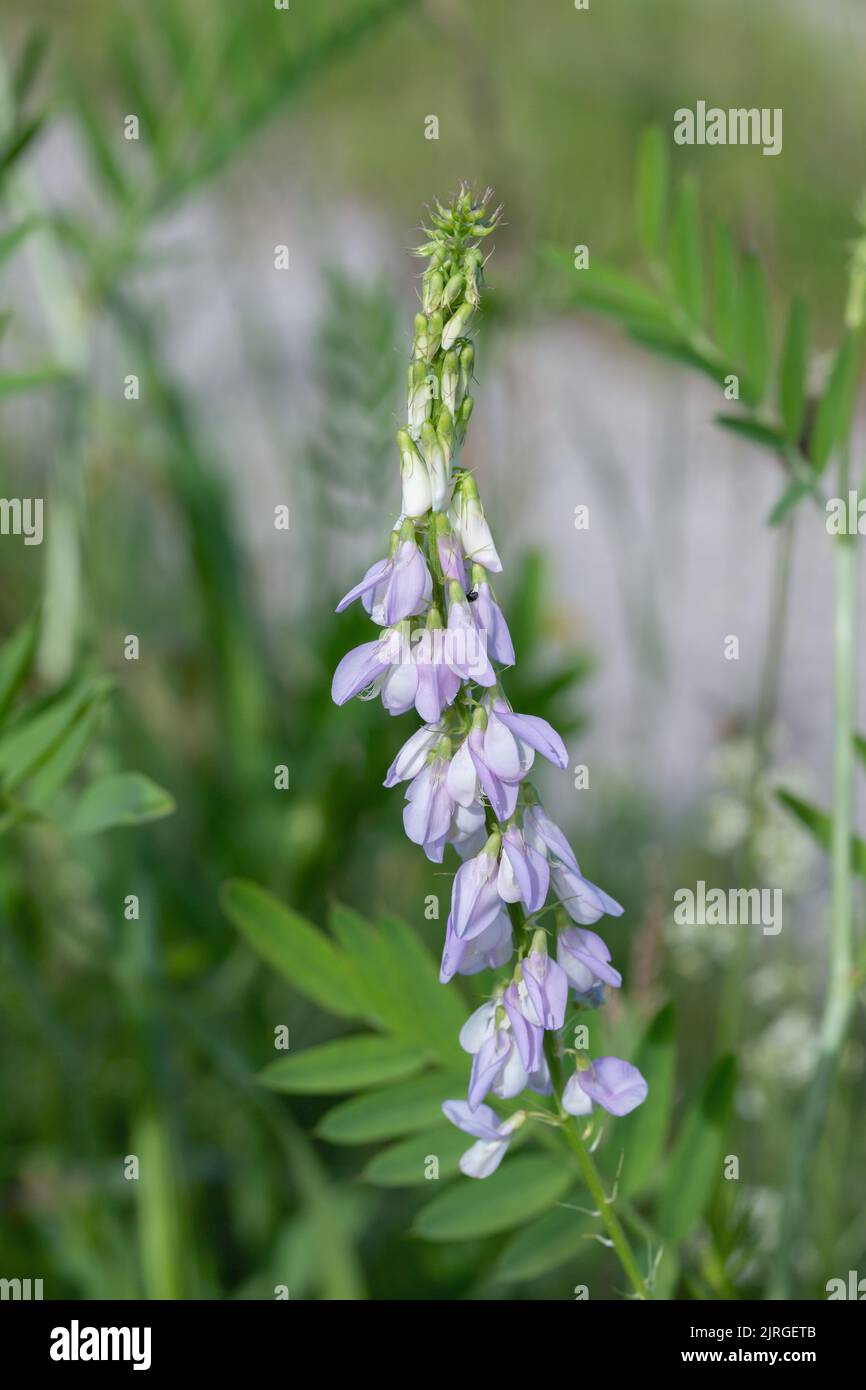 Inflorescence of italian fitch (Galega officinalis). Stock Photo