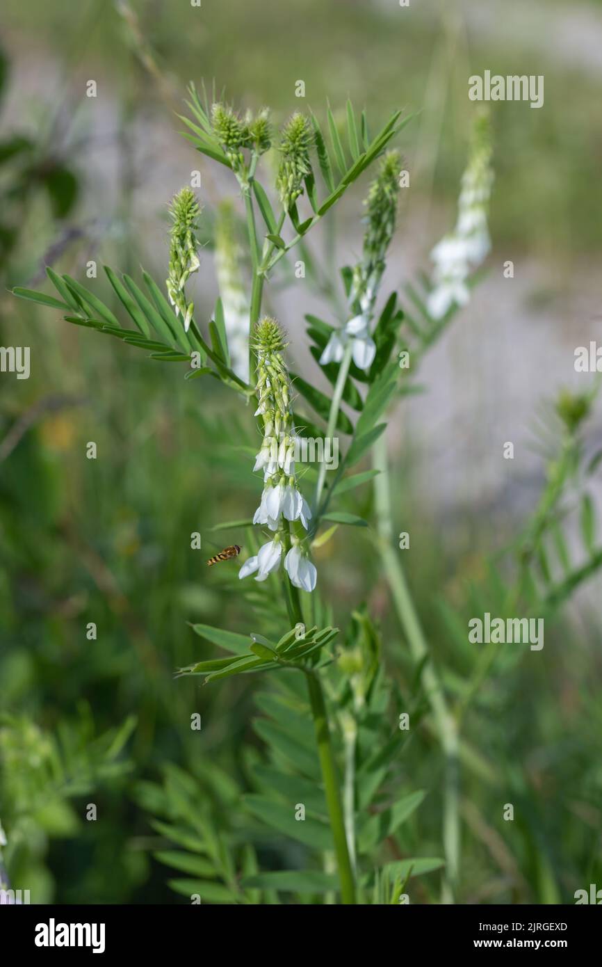 Inflorescence of italian fitch (Galega officinalis). Stock Photo