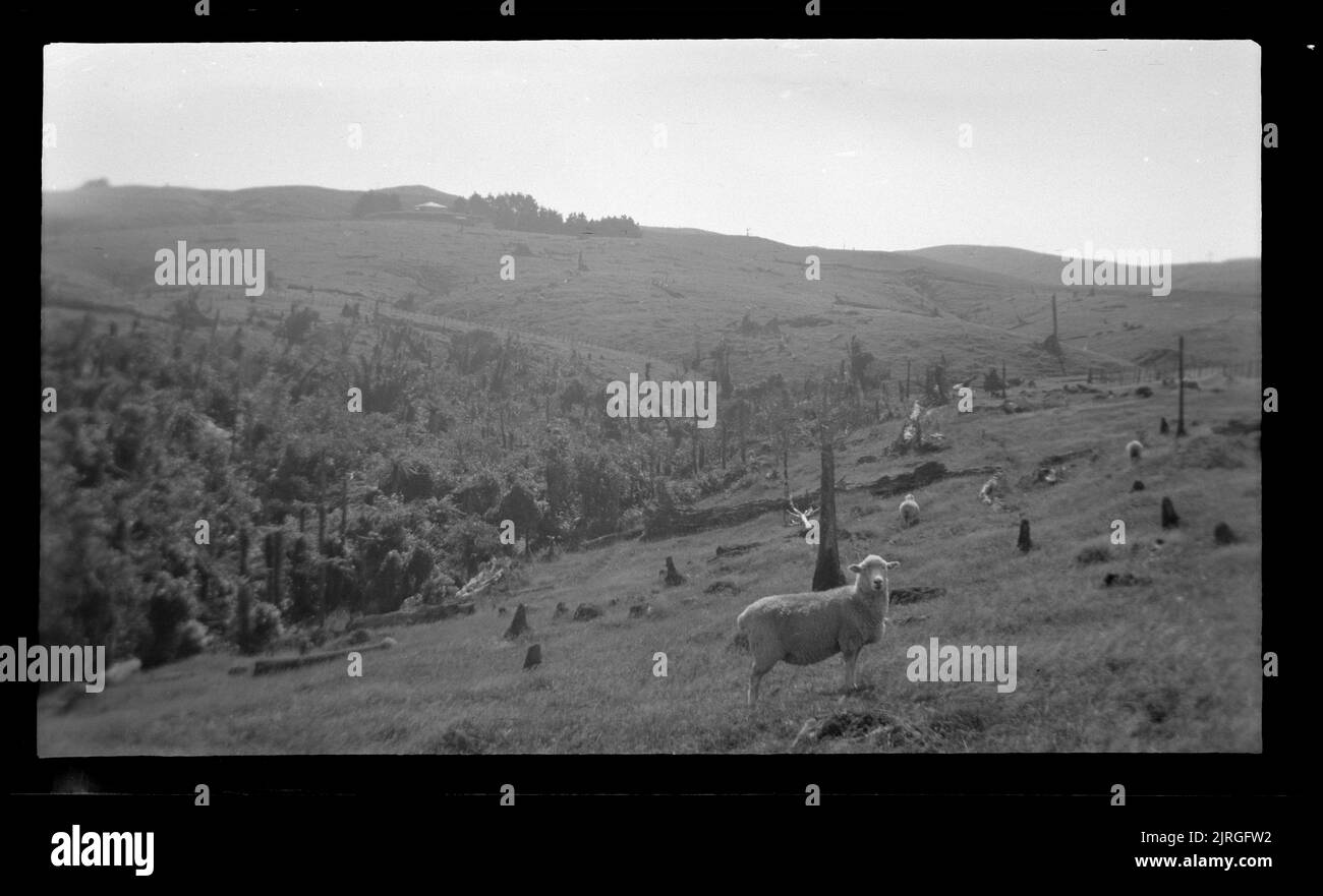 Horowhenua Geological and Tararua Range, 30 March 1939, by Leslie Adkin ...