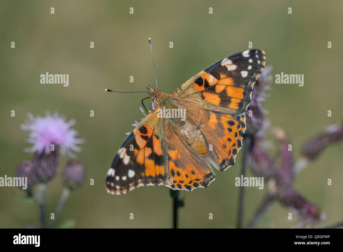 Painted lady butterfly (Vanessa cardui). Stock Photo