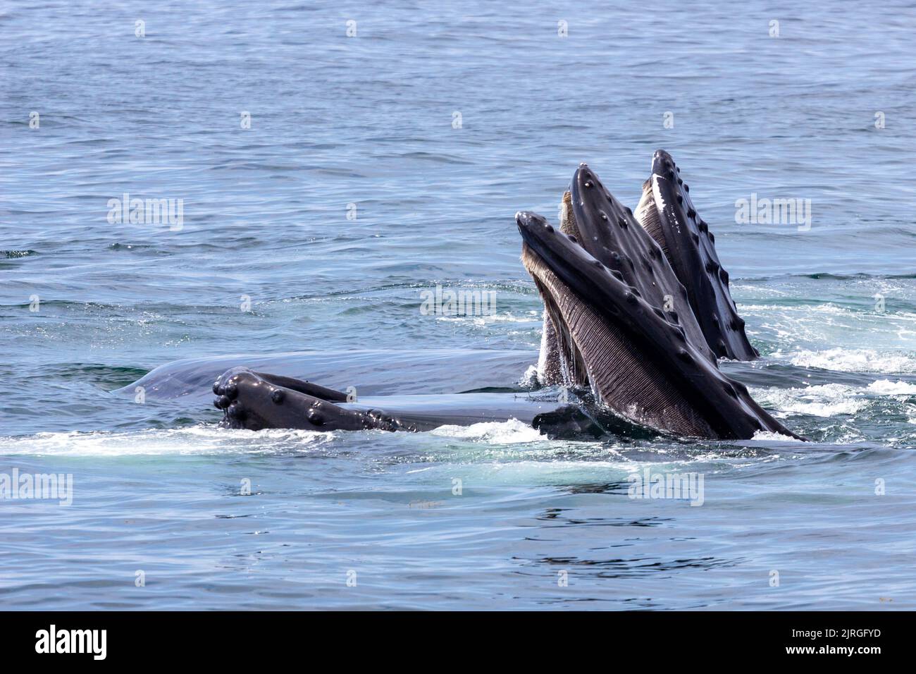 Humpback whale mouth open underwater hi-res stock photography and