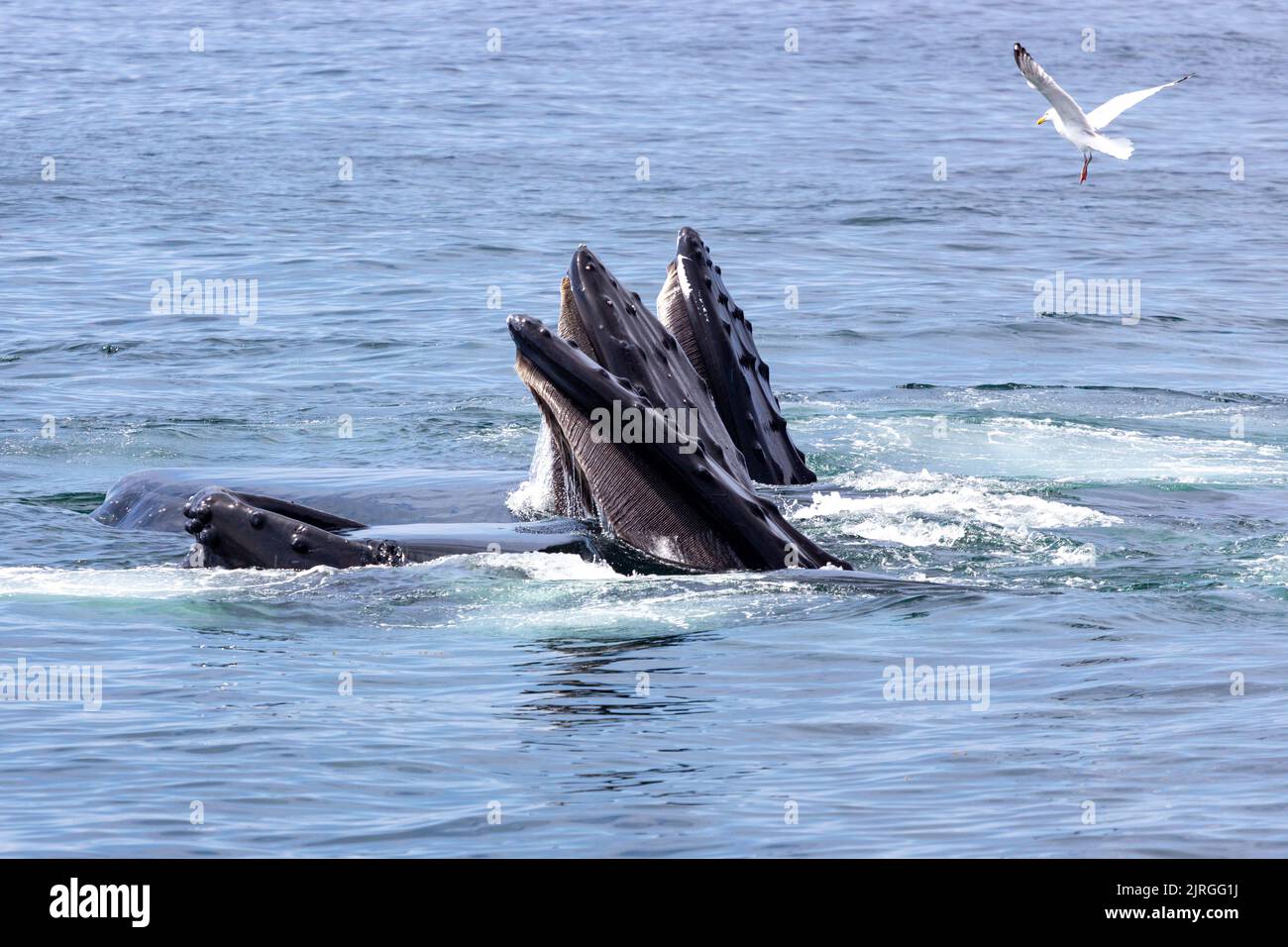 Humpback whale mouth open underwater hi-res stock photography and