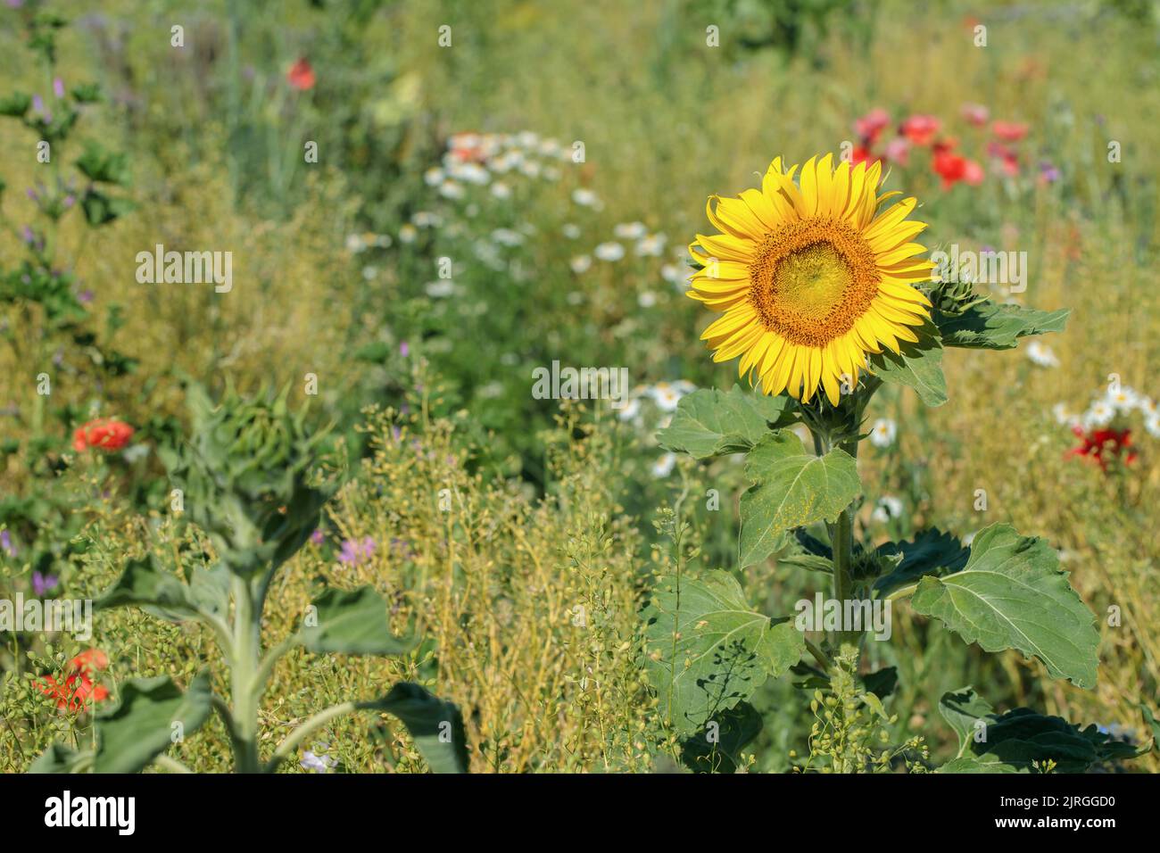 Sunflower on a bee-friendly mixed meadow. Copy space. Stock Photo